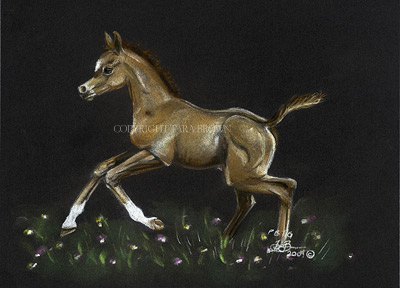 Foal-in-field.jpg