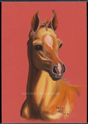 foal_1_copy.jpg