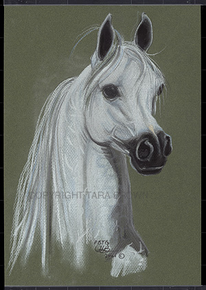 green_stallion_copy.jpg